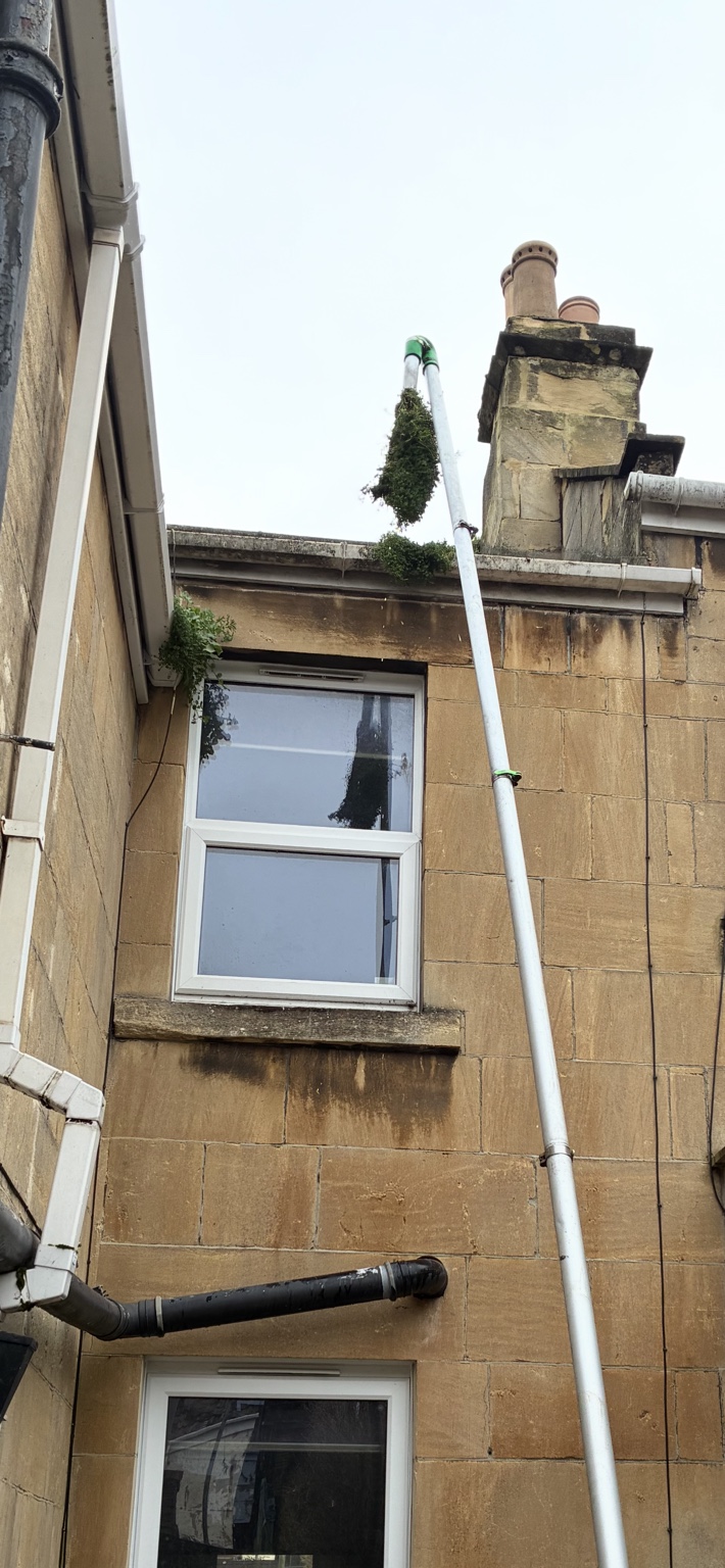 Stag clearing a gutter with a vacuum pole